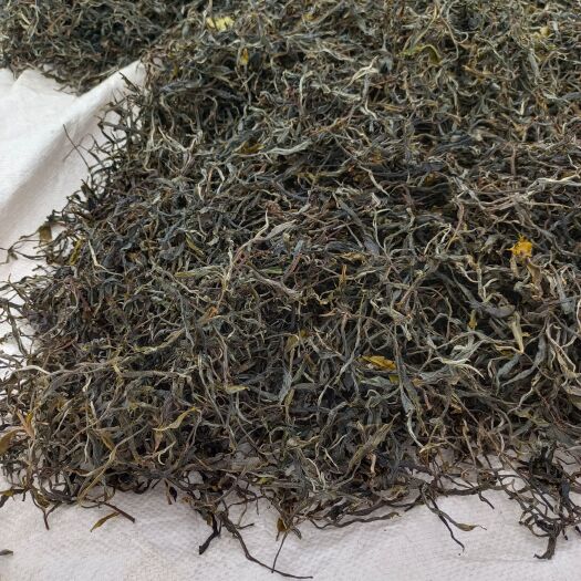 新白茶 云南名茶  晒青