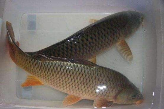 鲤鱼1.5斤到3斤。草鱼（厚子）4斤左右需要的请咨询。