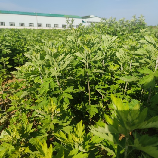 唐河县端午新鲜整棵蕲艾纯露蕲春艾叶蒸精油挂门头泡澡泡脚驱蚊艾草