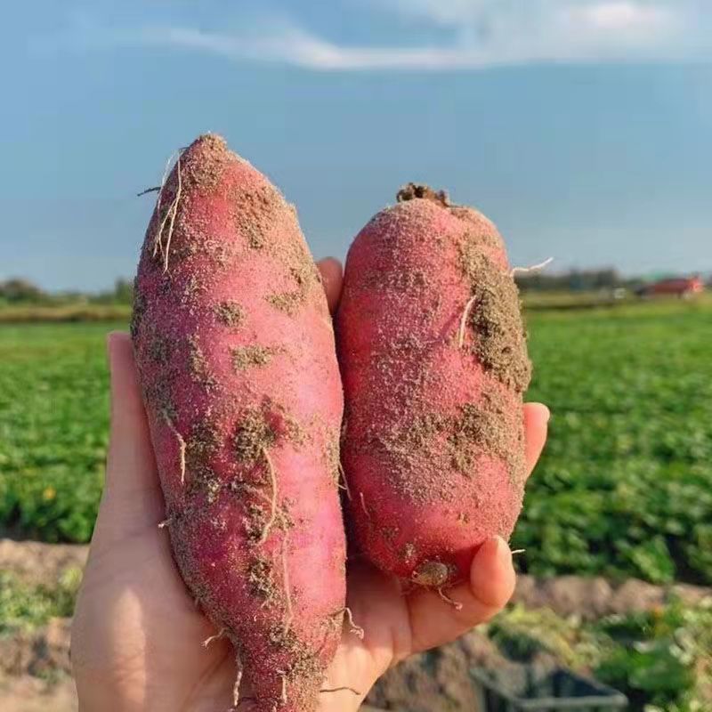 正品海南澄迈桥头富硒地瓜新鲜现挖原产地农家沙地自种一件代发