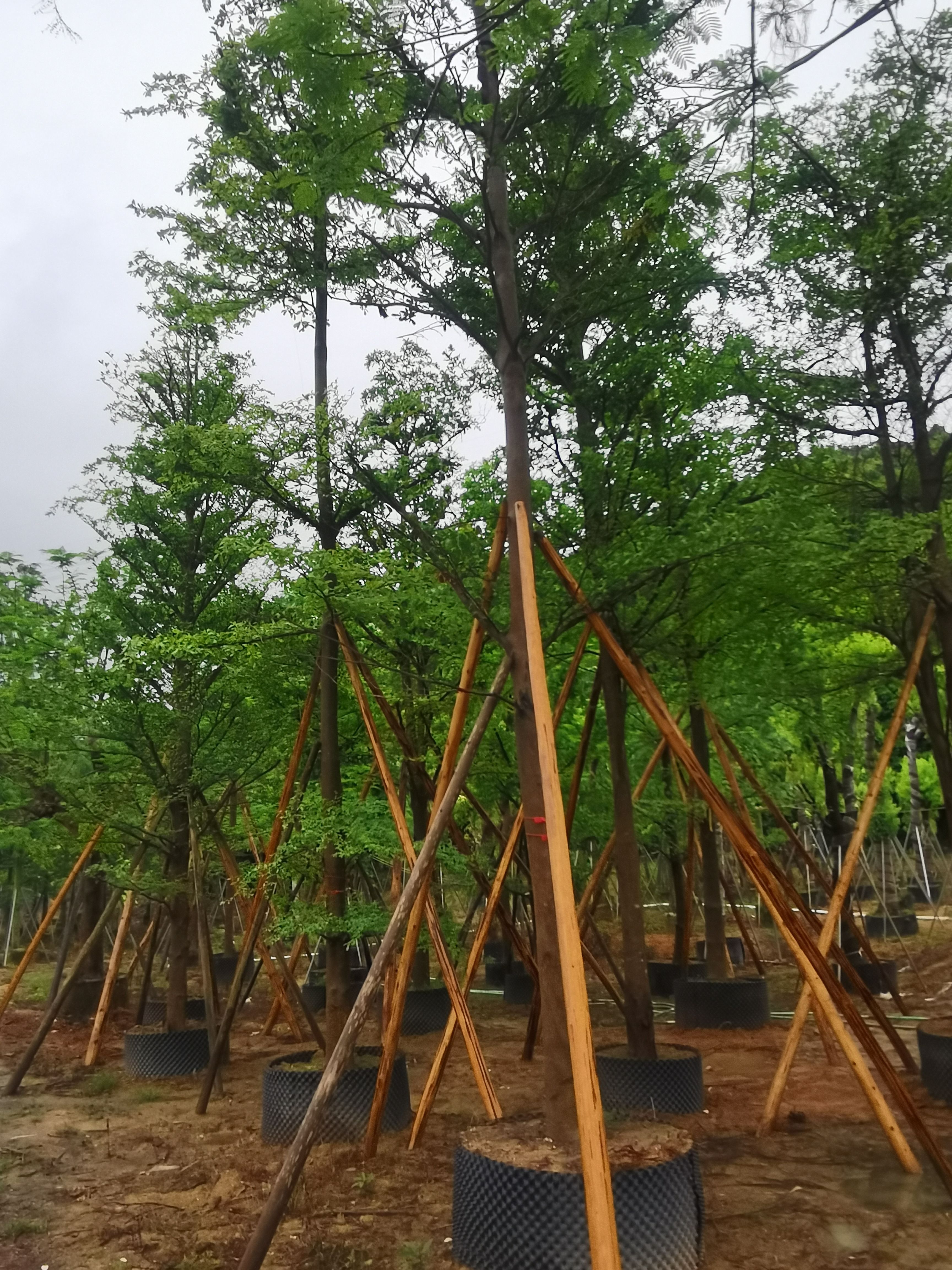 小叶榄仁