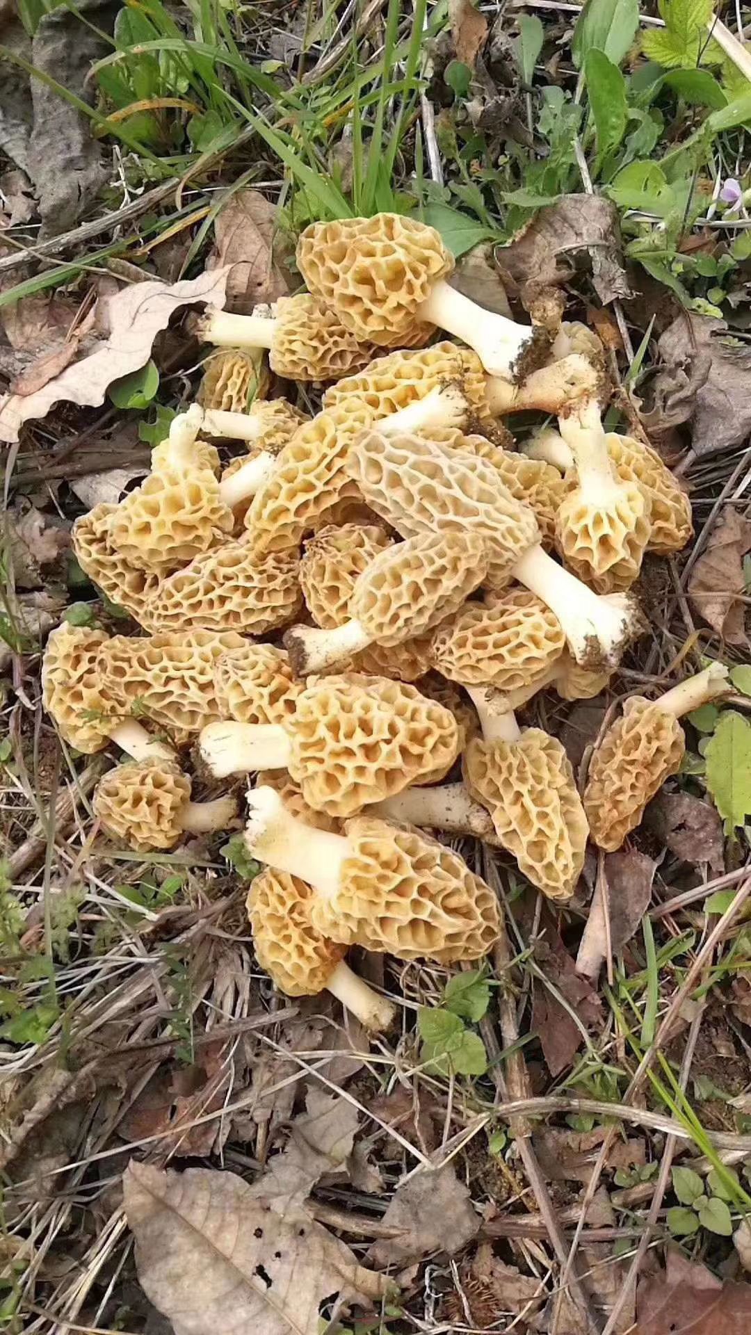 羊肚菌秦岭深山纯野生精品羊肚菌精选优质羊肚菌干货批发保质保量