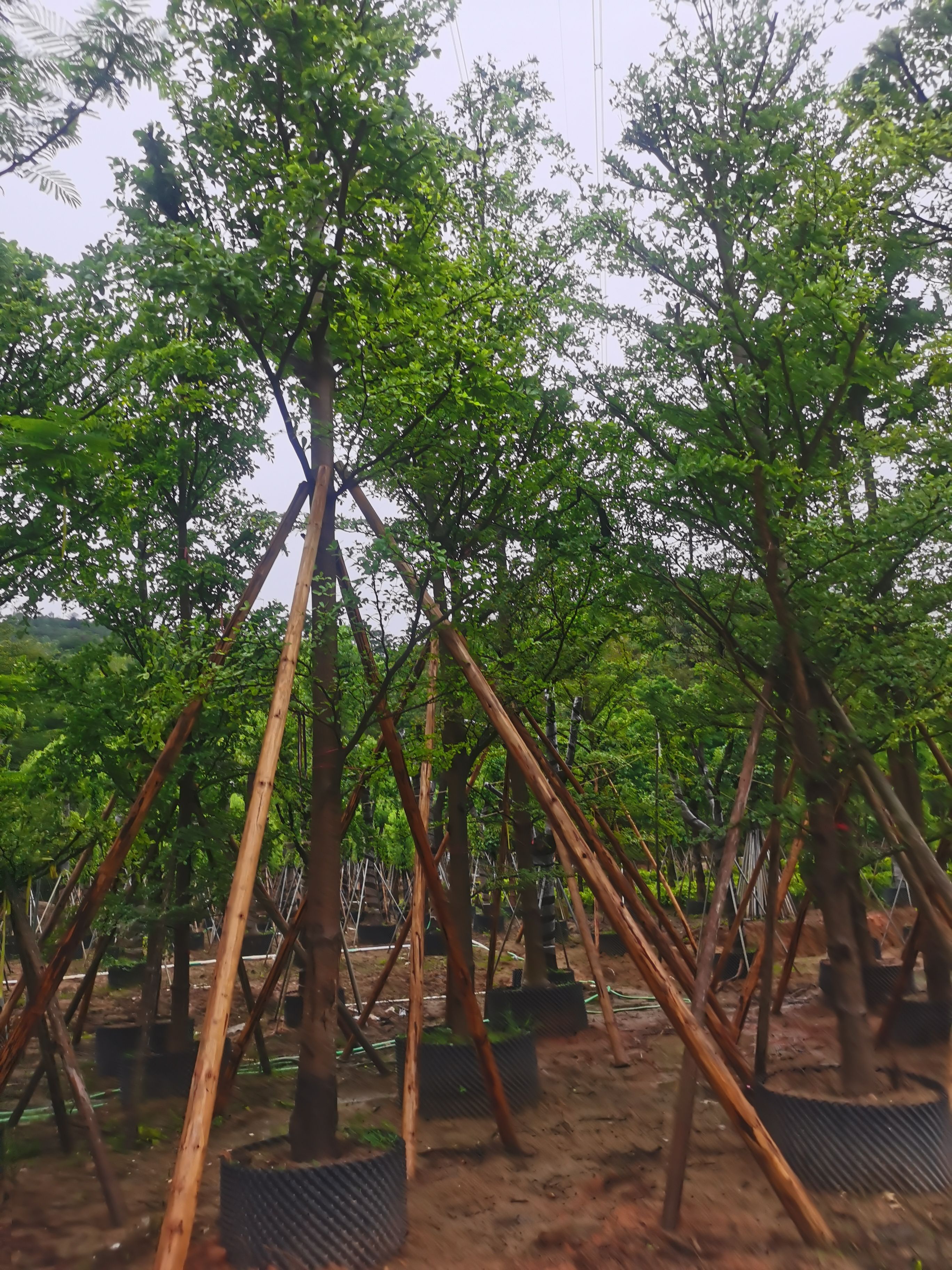 小叶榄仁