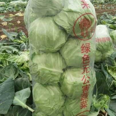 玉田县中甘系列  中甘21甘蓝，重一斤半至二斤，鲜嫩宣菜，外观漂亮