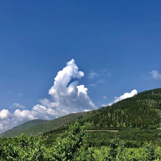 易县 红灯樱桃皮薄呈红色，果肉厚，肉质较软，口感甜中带酸，酸甜适中