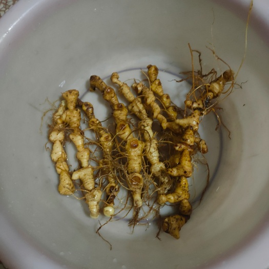 长沙鸡头黄精 新鲜纯黄精