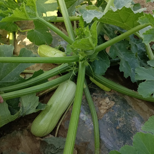赵县绿皮西葫芦 西葫芦