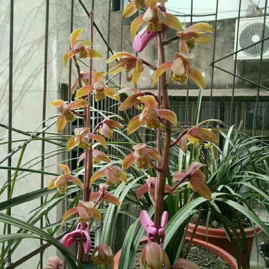 广元蕙兰，红香妃