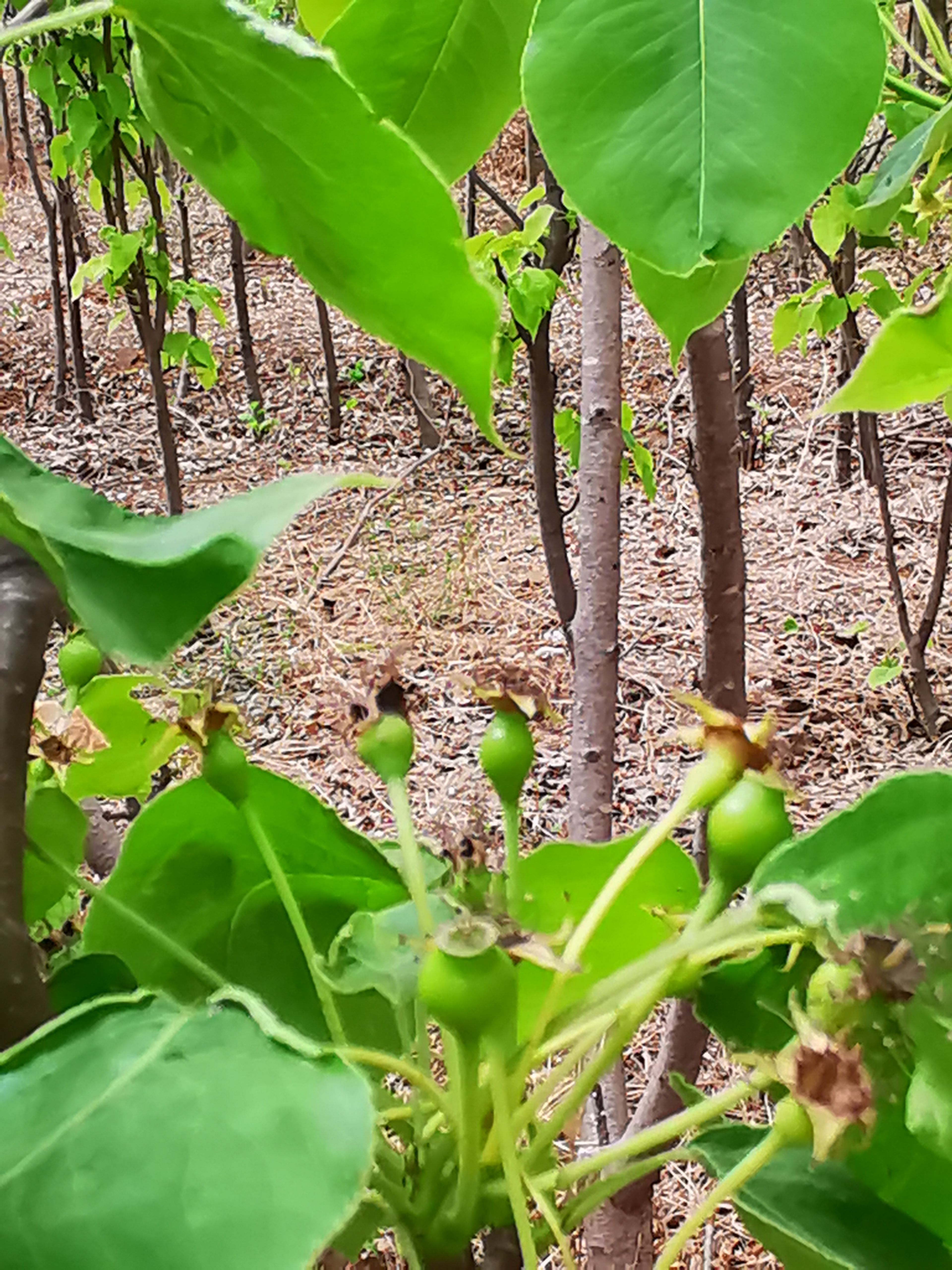 大紫樱桃苗 各种5-6年果树优惠 樱桃 苹果 梨 桃