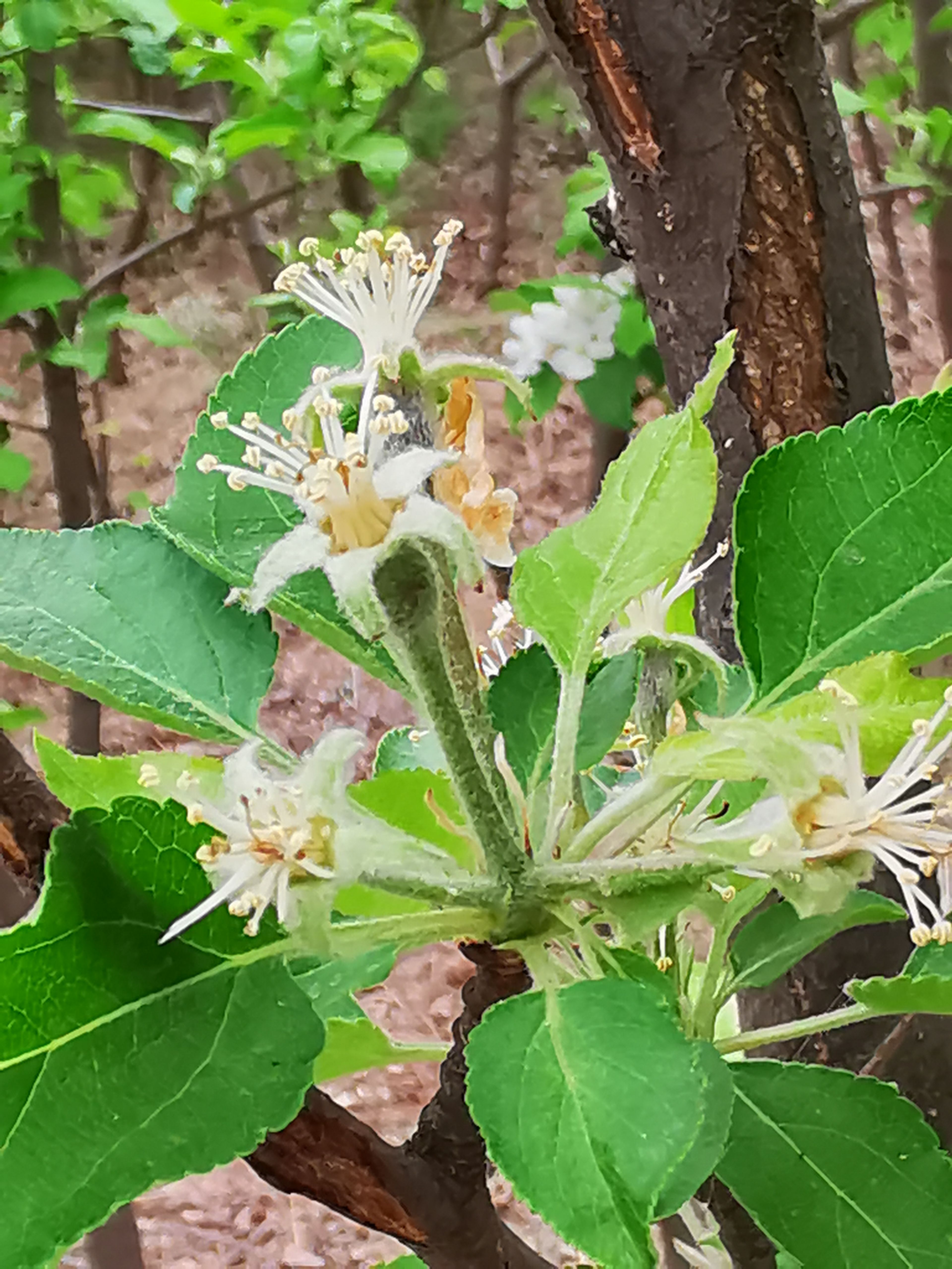 大紫樱桃苗 各种5-6年果树优惠 樱桃 苹果 梨 桃