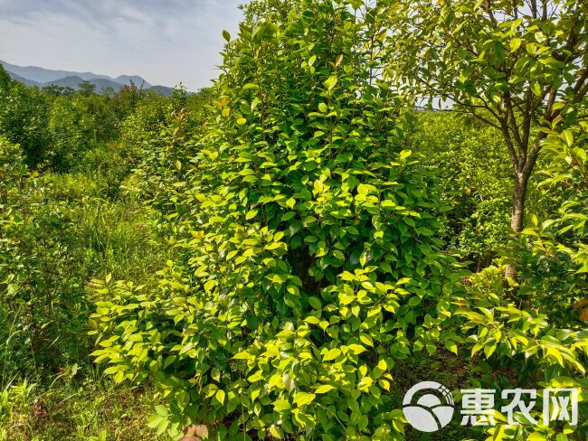  茶花树茶花球，品种规格齐全