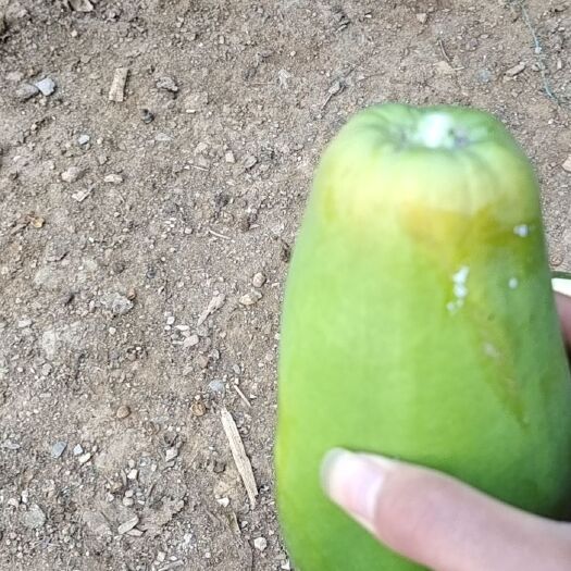 麻栗坡县红心木瓜电商货