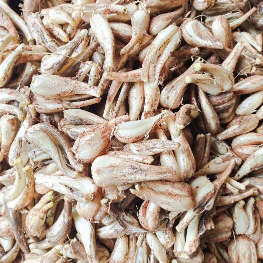宜宾细叶藠头 马家特产藠头大量上市