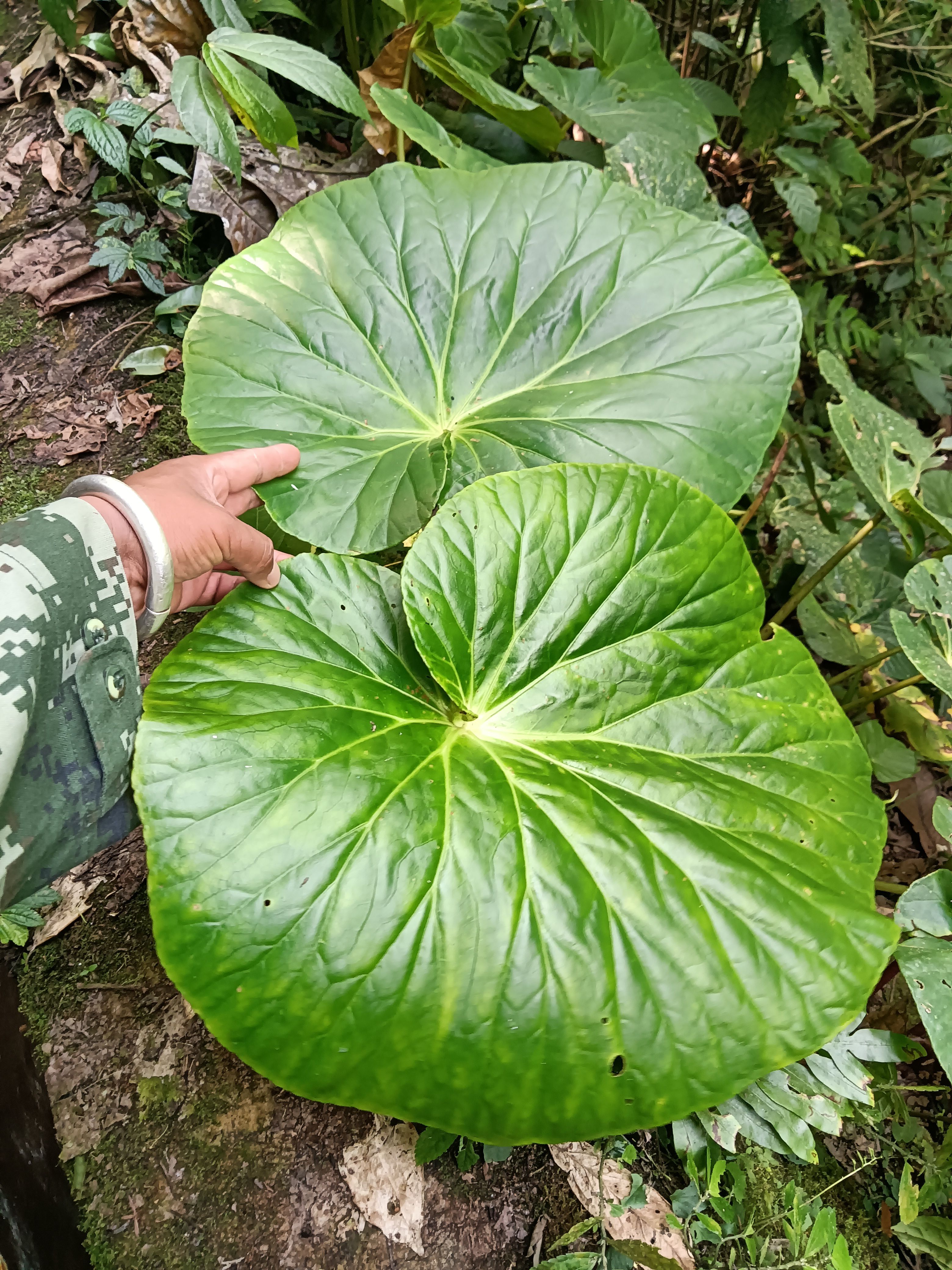 四季海棠  大叶海棠 大叶秋海棠，易种植，盆景造景都可以。