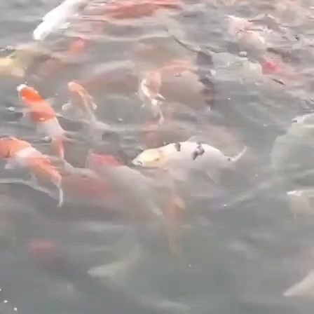 成都锦鲤