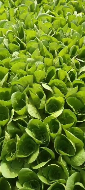 順達(dá)蔬菜