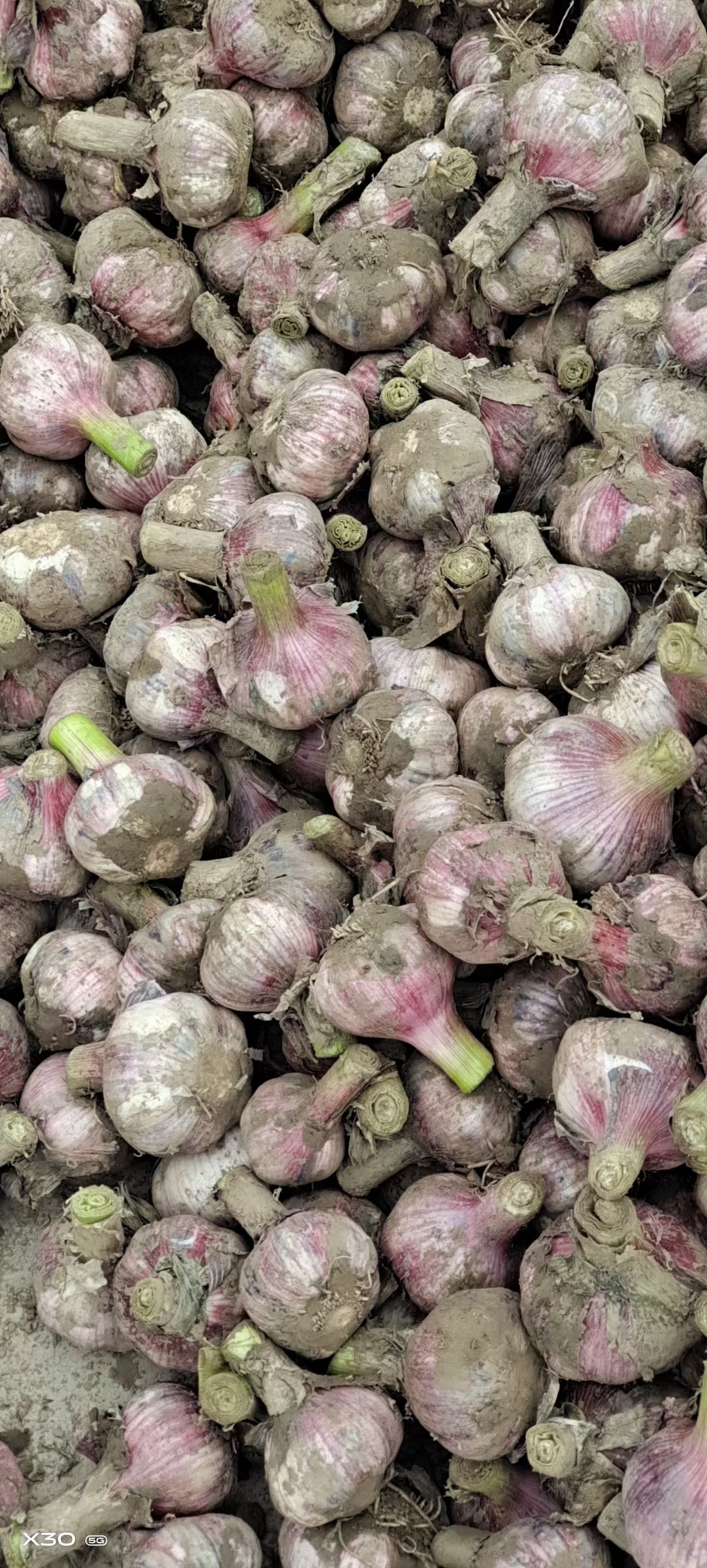 ͨͨƤ ͨ ֱ̣