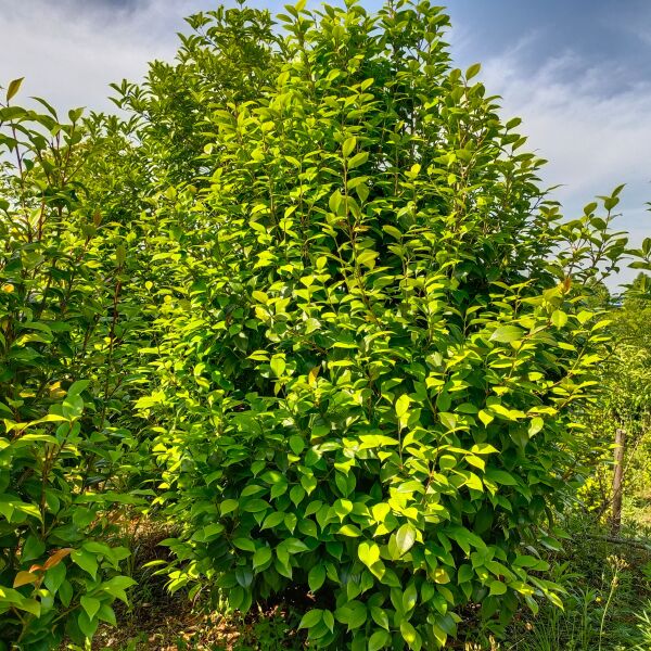  茶花树茶花球，品种规格齐全