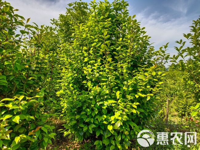  茶花树茶花球，品种规格齐全