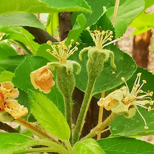 北京大紫樱桃苗 各种5-6年果树优惠 樱桃 苹果 梨 桃