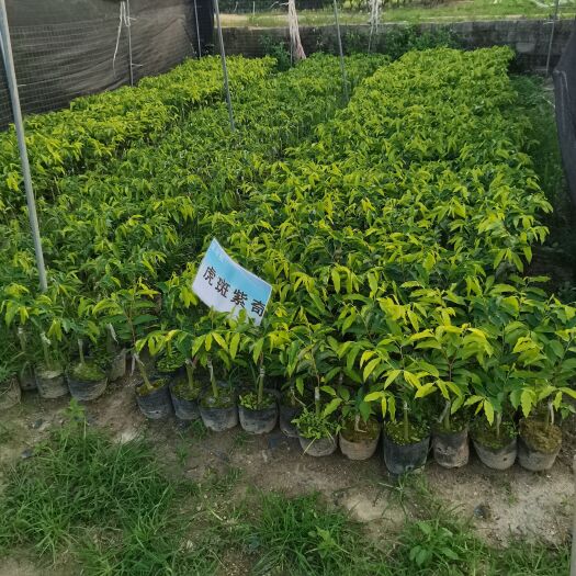 茂名奇楠沉香树苗名贵沉香一代奇楠木苗嫁接虎斑棋苗盆栽