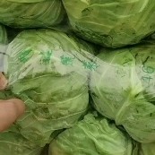邯郸精品甘蓝大量上市，产地直发，新鲜采摘，欢迎各地商客联系