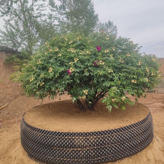 康乐县牡丹树 百年牡丹，国花