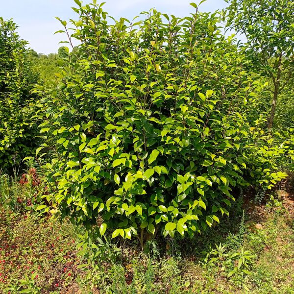  茶花树茶花球，品种规格齐全