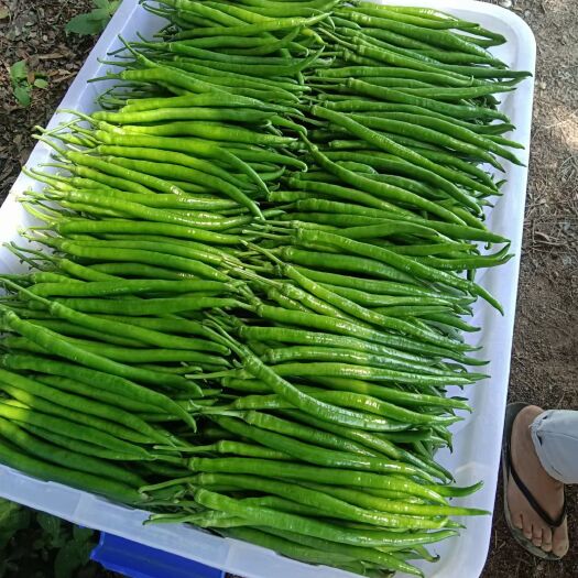 灵山县线椒   大量现货鲜辣椒上市