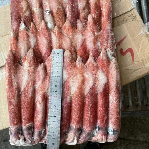 合浦县皮氏枪乌贼   5号印尼红鱿批发
