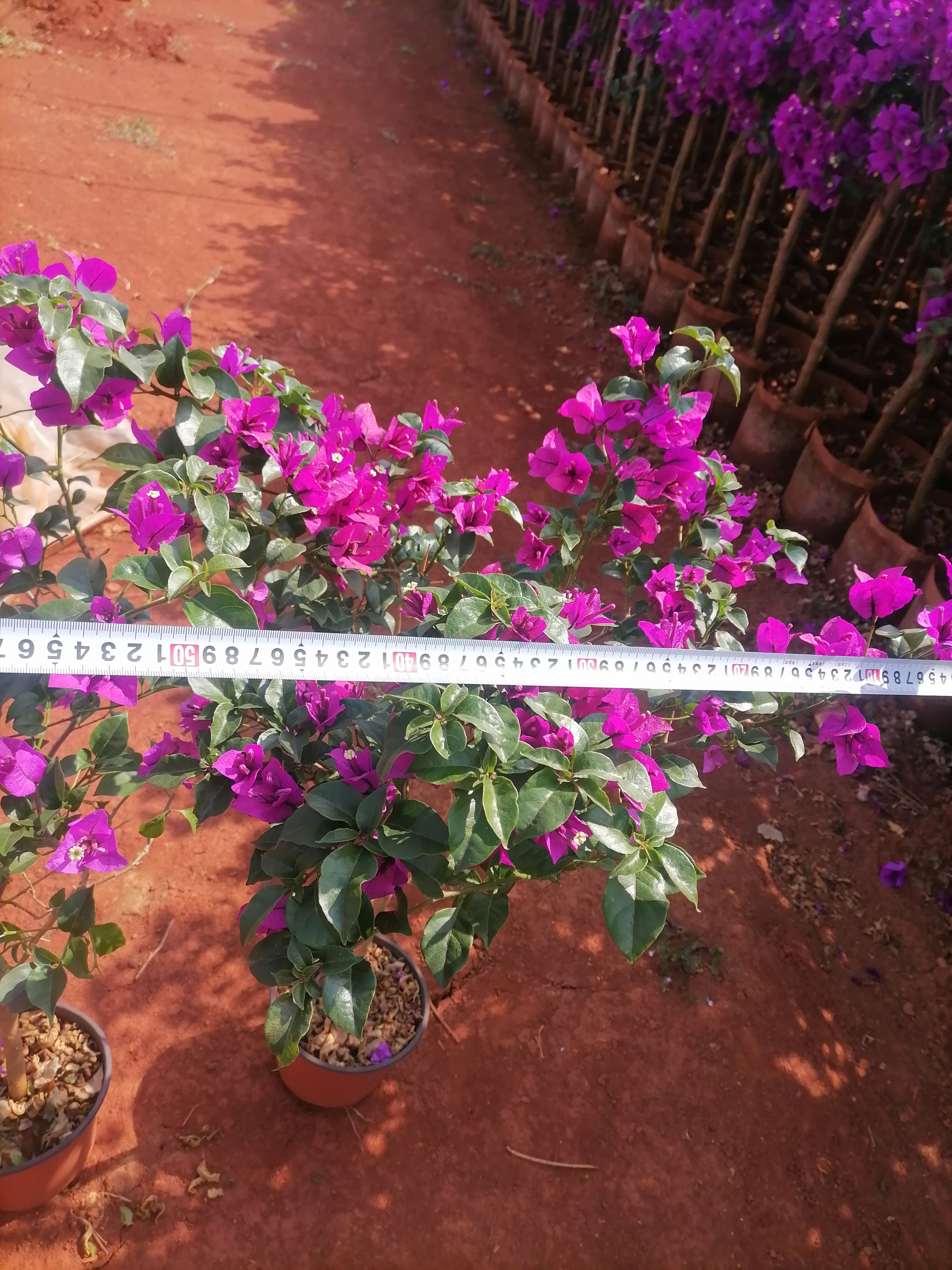  三角梅   叶子花   云南三角梅