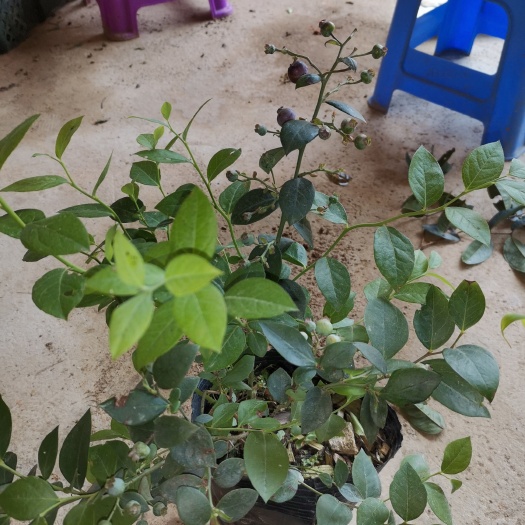 灵山县兔眼蓝莓苗 蓝莓果苗