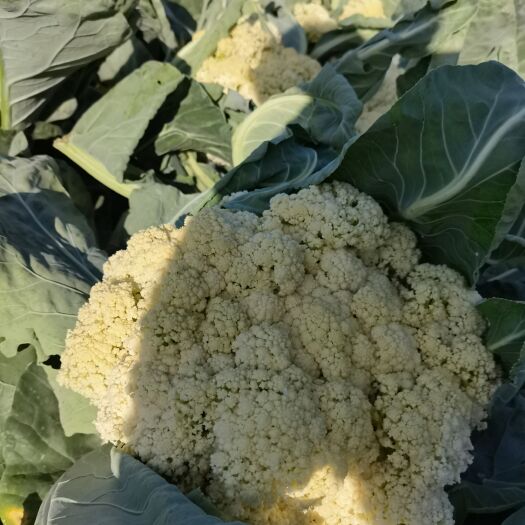 邓州市白花菜花 产地直销有机白梗花菜量大从优，欢迎各位老板前来选购。