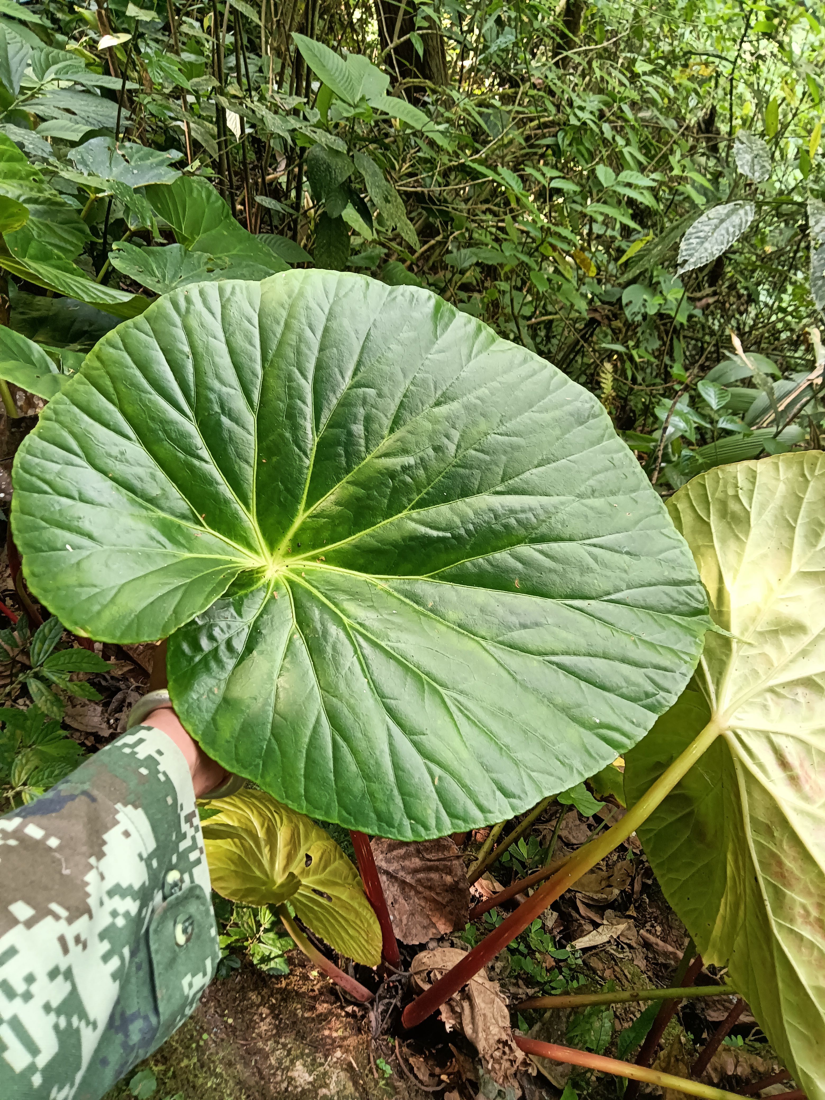 四季海棠  大叶海棠 大叶秋海棠，易种植，盆景造景都可以。