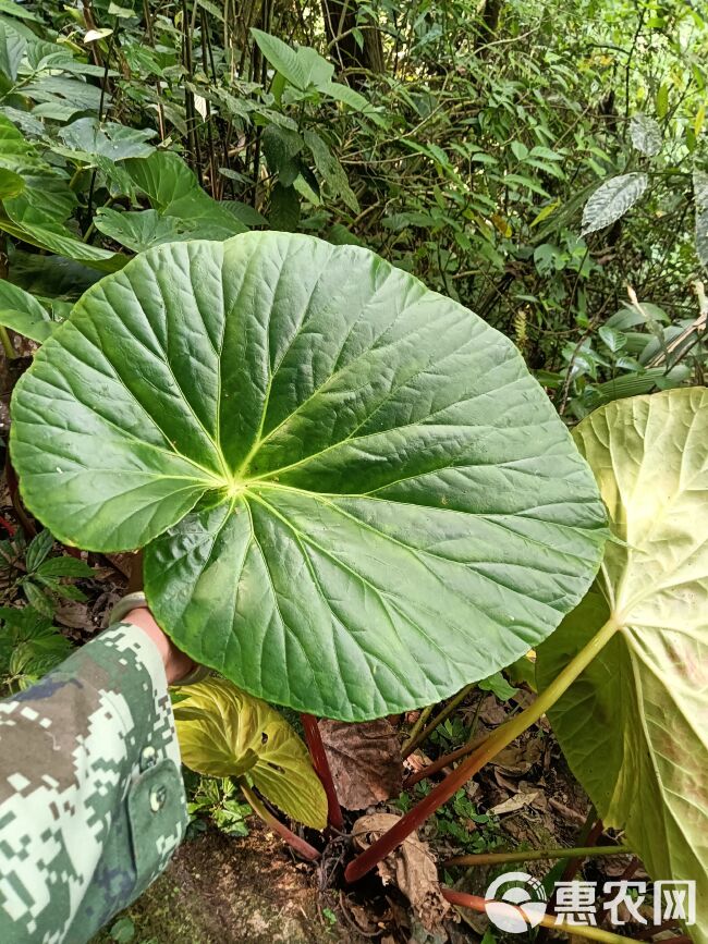 四季海棠  大叶海棠 大叶秋海棠，易种植，盆景造景都可以。