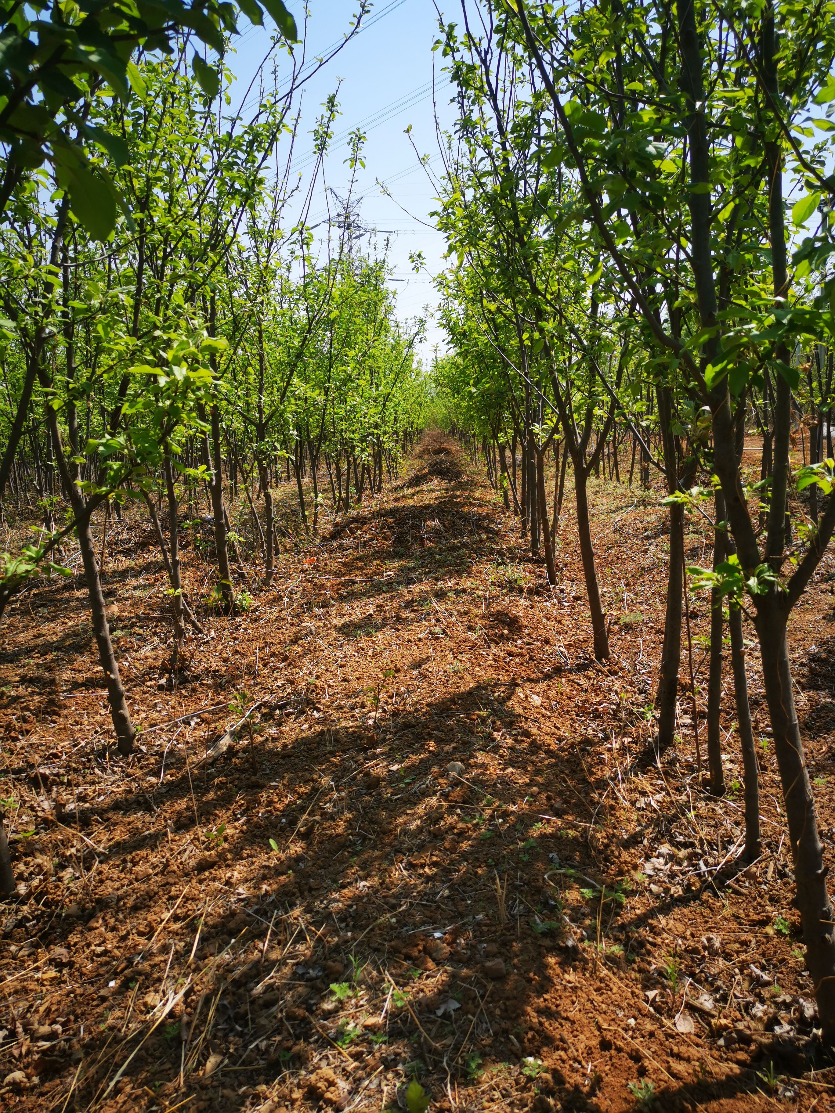 大紫樱桃苗 各种5-6年果树优惠 樱桃 苹果 梨 桃