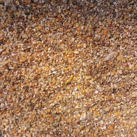 郓城县玉米渣  碎玉米4.5.6毛粮