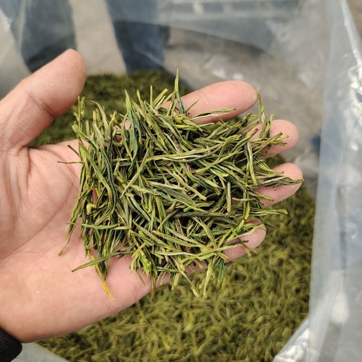 遂昌县新白茶 二芽白茶