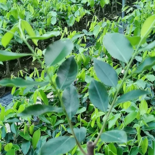 茂名奇楠沉香树 沉香棋楠小苗