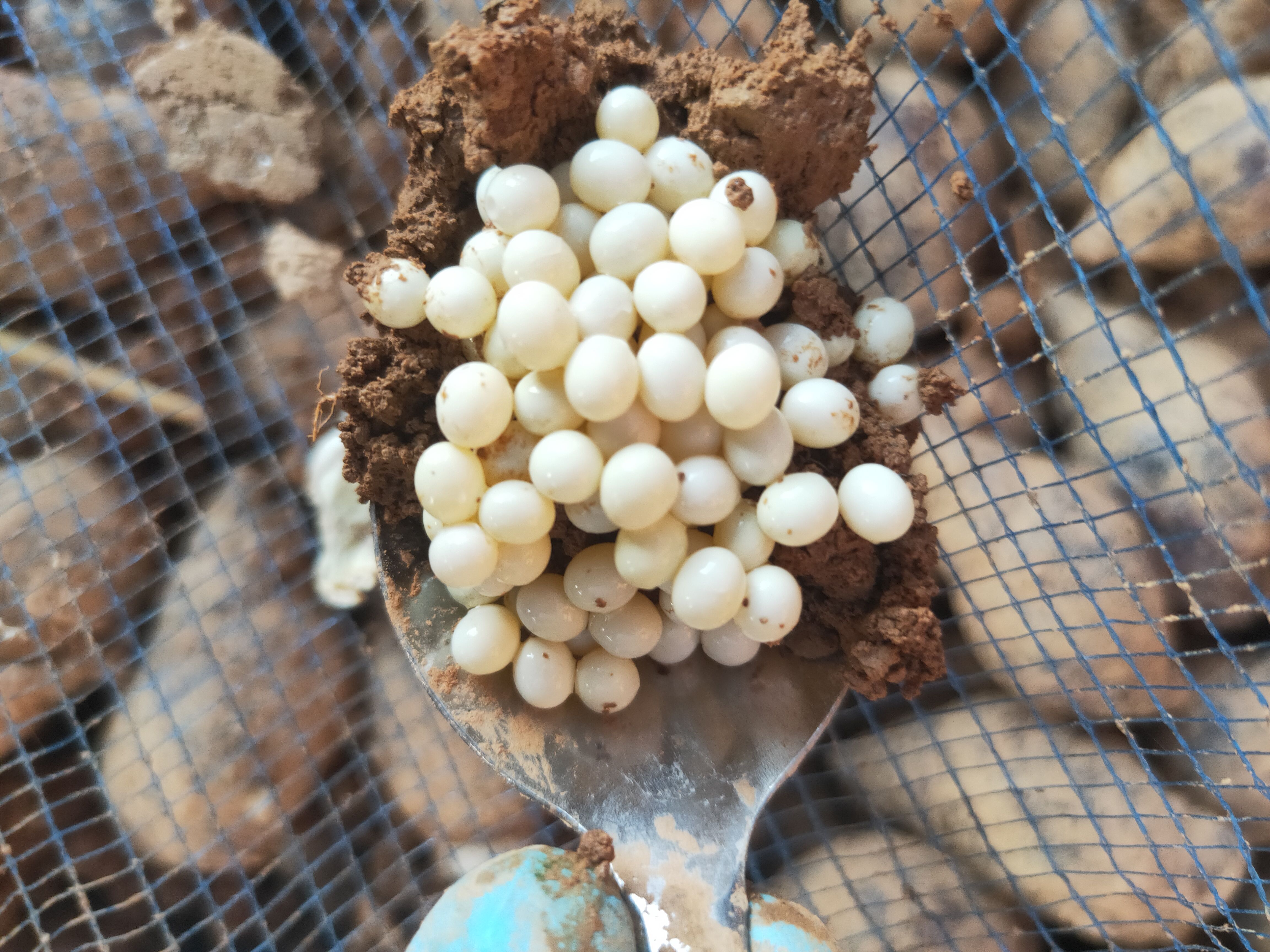 玛瑙蜗牛 中华白玉蜗牛蛋孵化率百分之95