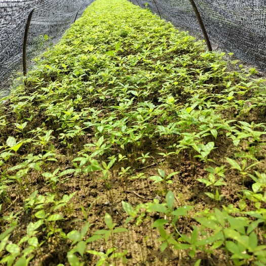 金丝楠木芽苗，楠木芽苗批发，当苗芽苗批发