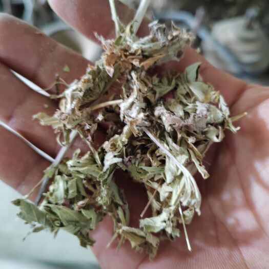 叶县艾草 伏牛山大白艾叶，