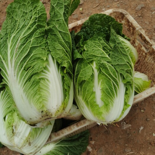 泸西县黄心大白菜 精品大白菜