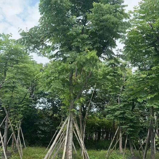 普宁市栾树