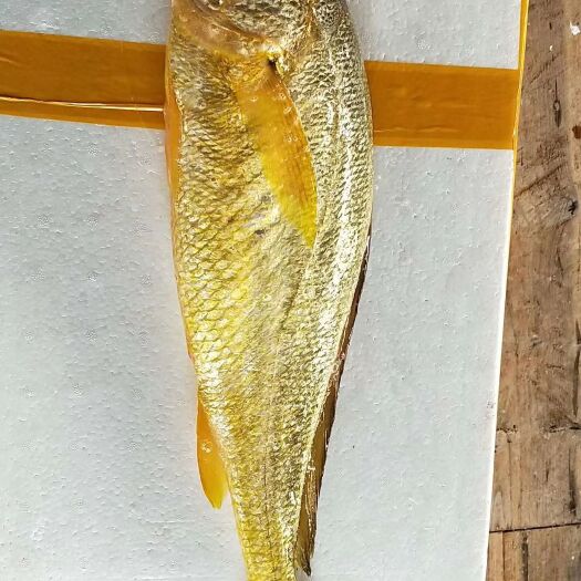 霞浦县宁德大黄鱼