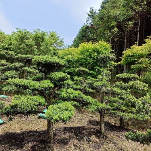 开化县大叶罗汉松  造型罗汉松 ，南方红豆杉
