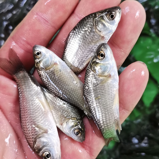 南宁中种五号鲫鱼苗，大板鲫鱼苗，银鲫鱼苗规格齐全，量大可送货上门