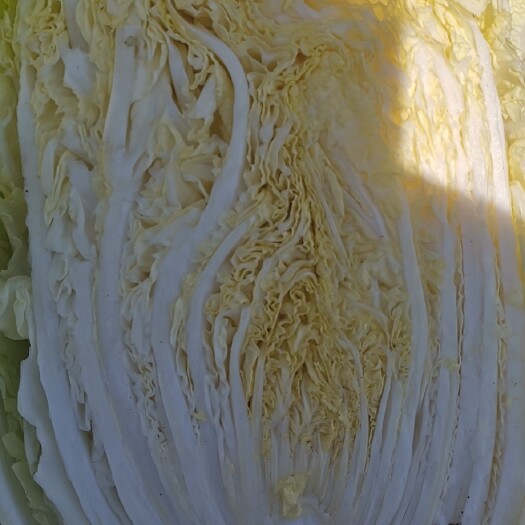 商丘陆地大白菜，无烧心，无坏根，质量保证