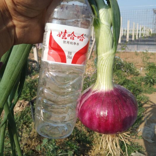 潍坊鼎信果蔬洋葱基地红葱，紫葱大量上市