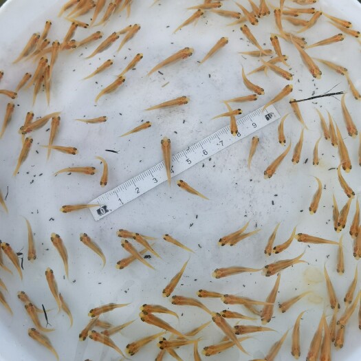 广州黄金鲩 俄罗斯金草鱼